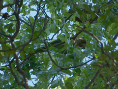 Poicephalus fuscicollis