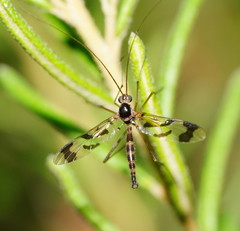 Macrocera decorosa