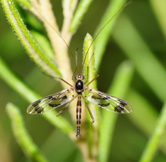 Macrocera decorosa