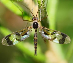 Macrocera decorosa
