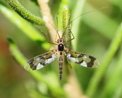 Macrocera decorosa