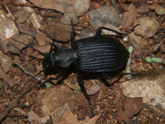 Calosoma planicolle
