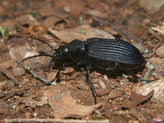 Calosoma planicolle