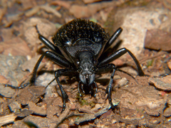 Calosoma planicolle