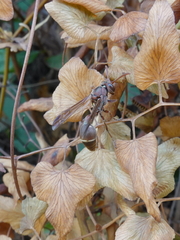 Ropalidia hongkongensis