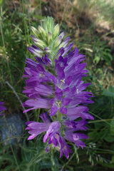 Campanula spicata