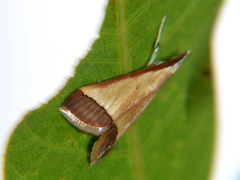 Pseudonoorda rubricostalis