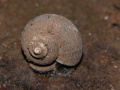 Tropidophora