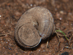 Tropidophora