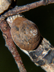 Trochonanina