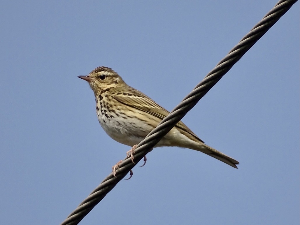Olive-backed Pipit