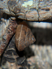Trochonanina