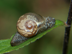 Sheldonia