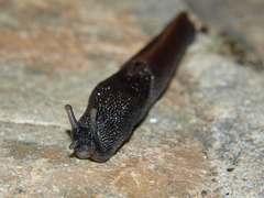 Trichotoxon