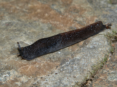 Trichotoxon