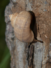Tropidophora