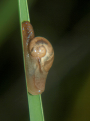 Sheldonia