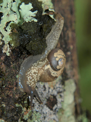 Sheldonia