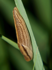 Urocyclus
