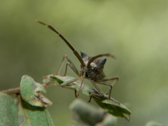 Prismatocerus