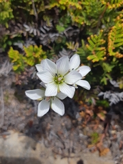 Gentianella diemensis