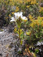 Gentianella diemensis