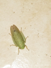 Hamana