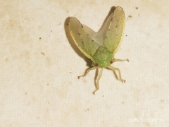 Hamana