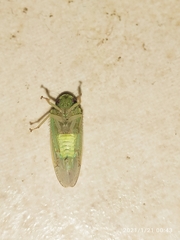 Hamana