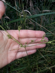 Juncus anthelatus