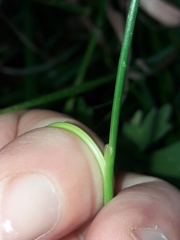 Juncus anthelatus