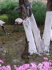 Callosciurus erythraeus