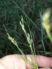Juncus anthelatus