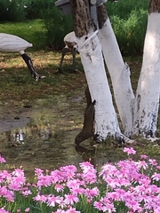 Callosciurus erythraeus