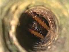 Hemideina ricta