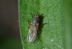 Hydrophoria linogrisea