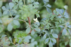 Ceratocapnos claviculata