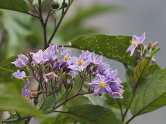 Solanum saponaceum