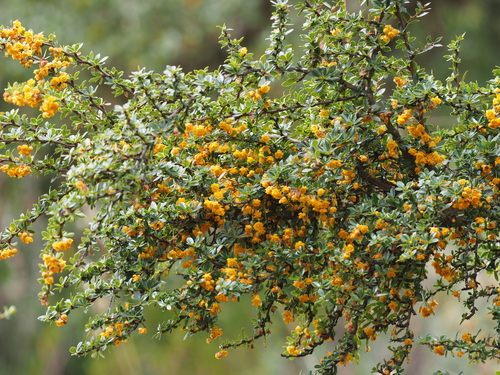 Berberis pavoniana