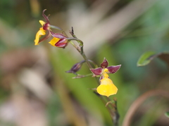 Cyrtochilum aureum