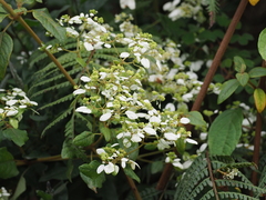 Colignonia