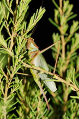 Terpandrus endota