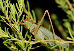 Terpandrus endota