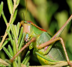 Terpandrus endota