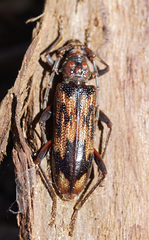Phoracantha synonyma