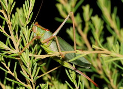 Terpandrus endota