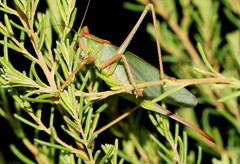 Terpandrus endota