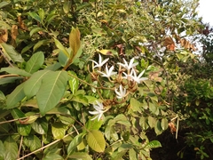 Ancylobothrys