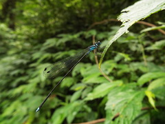 Coeliccia membranipes