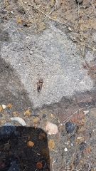 Maoricicada campbelli